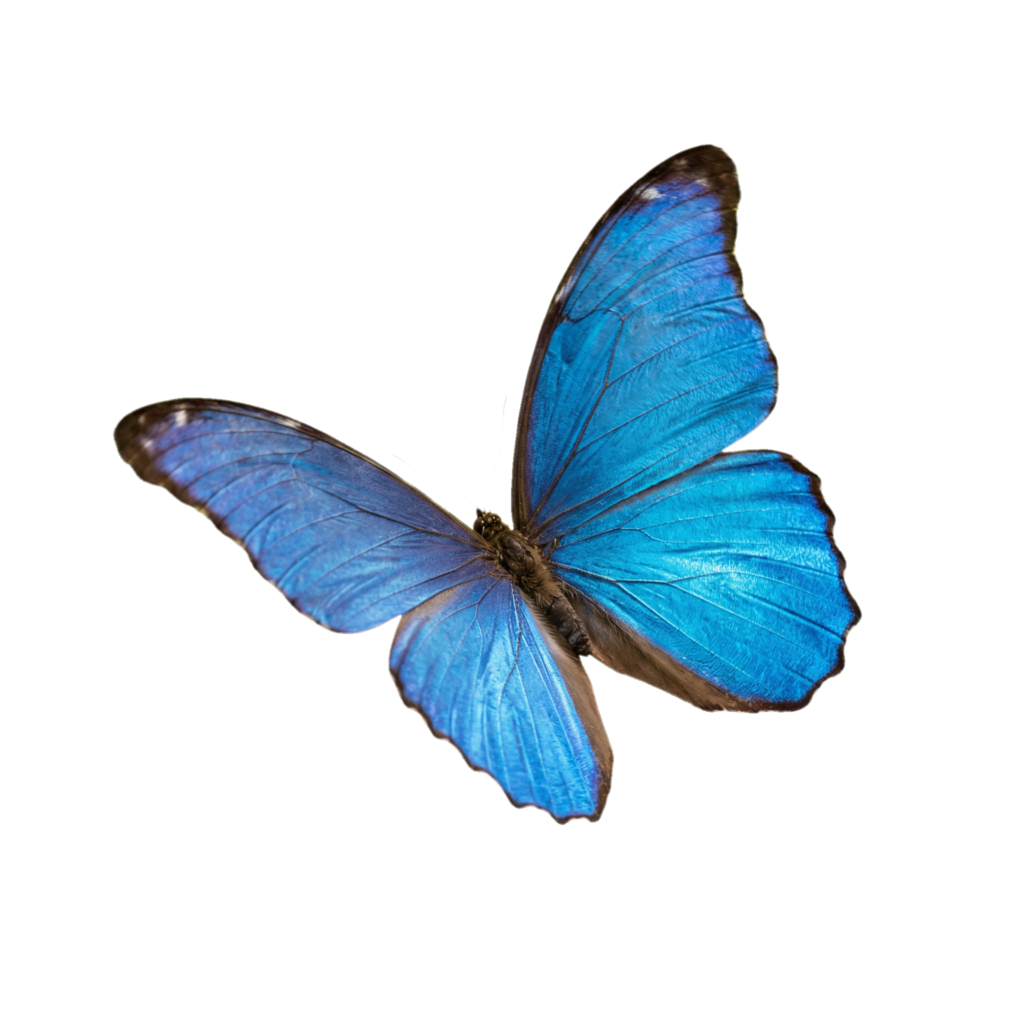 Blauer Morpho-Schmetterling im Flug mit geöffneten Flügeln
